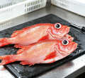 Royal Red Snapper